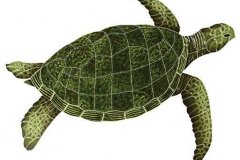 Sea-Turtle-Green-large