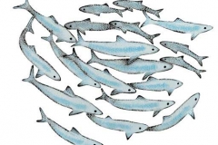 Bait-Ball-large