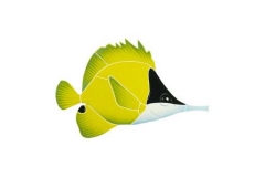 Long-Nosed-Butterfly-Fish