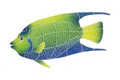Queen-Angel-Fish-large