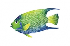 Queen-Angel-fish-small