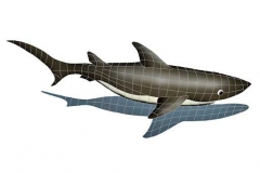 Shark-shadow