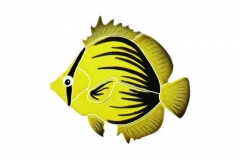 Spiked-Butterfly-Fish