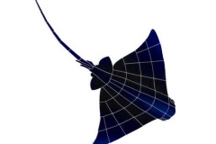 Ray-small
