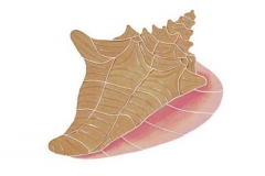 Conch-Shell