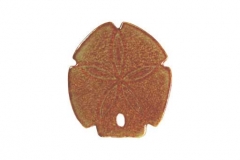 Sand-Dollar-5in-brown