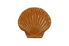 Seashell-5in-brown