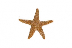 Starfish-5in-brown