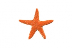 Starfish-5in-orange