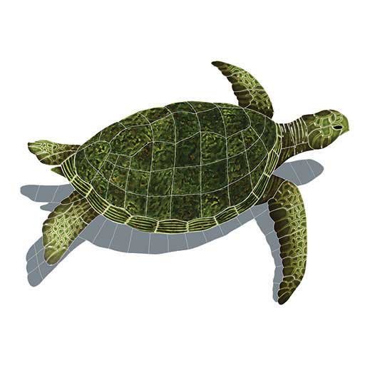 Sea-Turtle-Green-large-shad