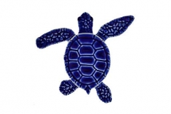 Loggerhead-baby-blue-A