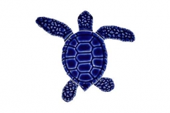 Loggerhead-baby-blue-C