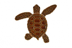 Loggerhead-baby-brown-A