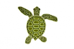 Loggerhead-baby-green-C