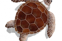 Loggerhead-large-brown-with