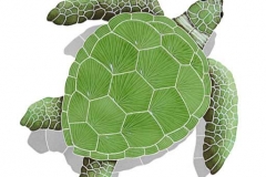 Loggerhead-large-green-with
