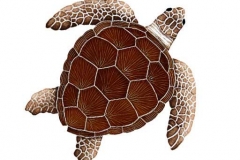 Loggerhead-medium-brown