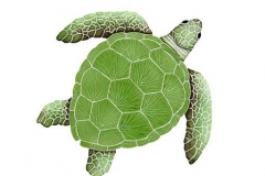 Loggerhead-medium-green