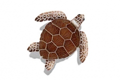 Loggerhead-small-brown-with