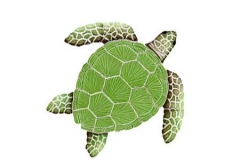 Loggerhead-small-green