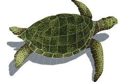 Sea-Turtle-Green-large-shad
