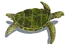 Sea-Turtle-Green-small-shad