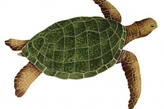Sea-Turtle-Natural-large