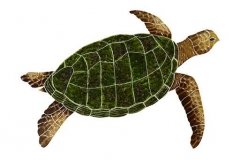 Sea-Turtle-Natural-medium