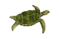Sea-Turtle-green-small